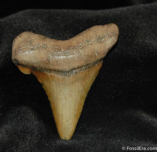 Small Megalodon Shark Tooth #557